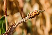 Damaged ear of corn