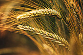 Ripening ears of common wheat (Triticum aestivum)
