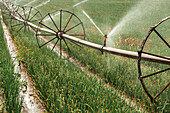 Wheel move irrigation