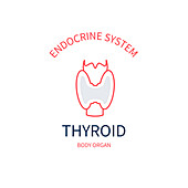 Thyroid, conceptual illustration