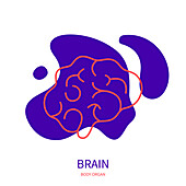 Brain, conceptual illustration