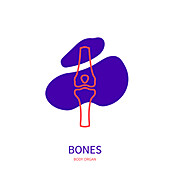 Bones, conceptual illustration