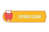 Thyroid health, conceptual illustration