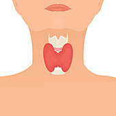 Thyroid health, conceptual illustration