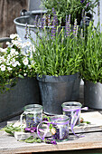 Lavender plants in zinc pots and jars of dried lavender on a wooden table