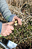 Gärtner erntet Topinambur-Knolle im Garten