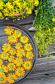 Arnica (Arnica montana) flowers on a drying sieve next to collected St John's wort