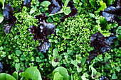 Various lettuces in the field (close-up)