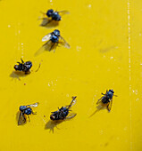 Flies caught on yellow glue trap