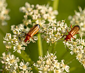 Hogweed bonking beetles on cow parsley