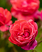 Rose (Rosa 'Vogue') flower
