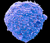 Adenovirus, SEM