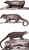 Toothless mammals, 19th century illustration