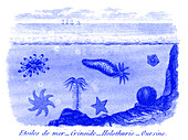 Marine animals, 19th century illustration