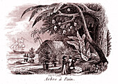 Breadfruit (Artocarpus altilis) tree, 19th century illustration