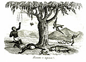 Men and animals poisoned by tree, 19th century illustration