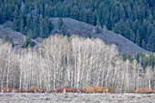 Rural landscape in Yellowstone National Park, Wyoming, USA