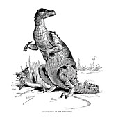 Iguanodon, illustration