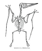 Pterodactyle skeleton, illustration