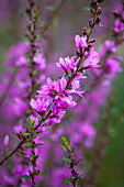 Lythrum virgatum Dropmore Purple - purple loosestrife