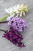 Hyacinthus orientalis 'Aiolos', 'Splendid Cornelia' and 'Woodstock'