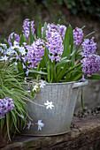Zinktöpfe bepflanzt mit Hyacinthus 'Splendid Cornelia'