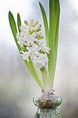 Hyacinthus 'Madame Sophie'