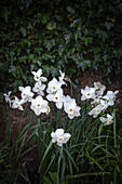 Narcissus 'Falmouth Bay' – Narzisse mit kleinem Kelch