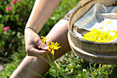 Arnica - harvesting the petals