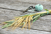 Bunch of barley and green wheat ears