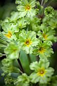Primula 'Francisca' (Primula ×polyantha)