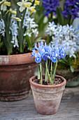 Blühende Frühlingsblumen in Terrakottatöpfen - Iris reticulata, Narzissen, Scilla mischtschenkoana