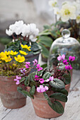 Spring arrangement with cyclamen coum, Eranthis hyemalis Cilicica group, cyclamen hederifolium and Helleborus niger