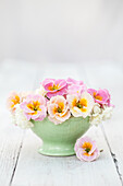 Still life with pink Primula 'Sweetheart' in a light green bowl