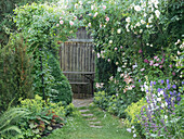 Clematis as underplanting for climbing roses, wooden wall with seating area