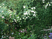 Clematis as underplanting for climbing roses, rose 'Climbing Iceberg'