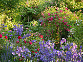 Campanula persicifolia 'Blue Bloomers', rose 'Rouge Meilove', 'Super Excelsa'