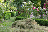 The scent of fresh hay mingles with the scent of roses