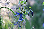 Blue perennial clematis in front of grass