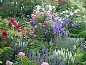 Romantic cottage-style bed with roses and perennials