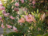 Rosa Kletterrose mit rosa Lilie 'Pigalle'