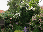 Climbing roses and clematis bring romantic flair
