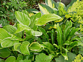 Hosta and hart's tongue fern