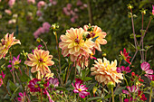 Garden with dahlias and cosmeas