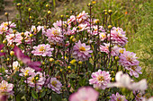 Dahlia 'Pacific Jewel'