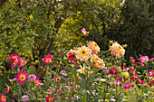 Colourful bed with dahlias and cosmeas