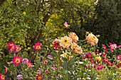 Buntes Beet mit Dahlien und Cosmeen