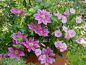 Clematis 'Vicki' in a pot