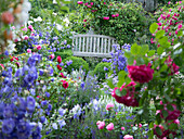 Flowering bed with roses and perennials in front of a wooden bench