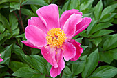 Paeonia L'Etincelante